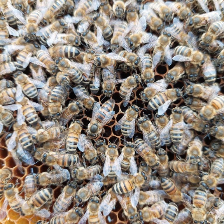 Fluglochbeobachtungen